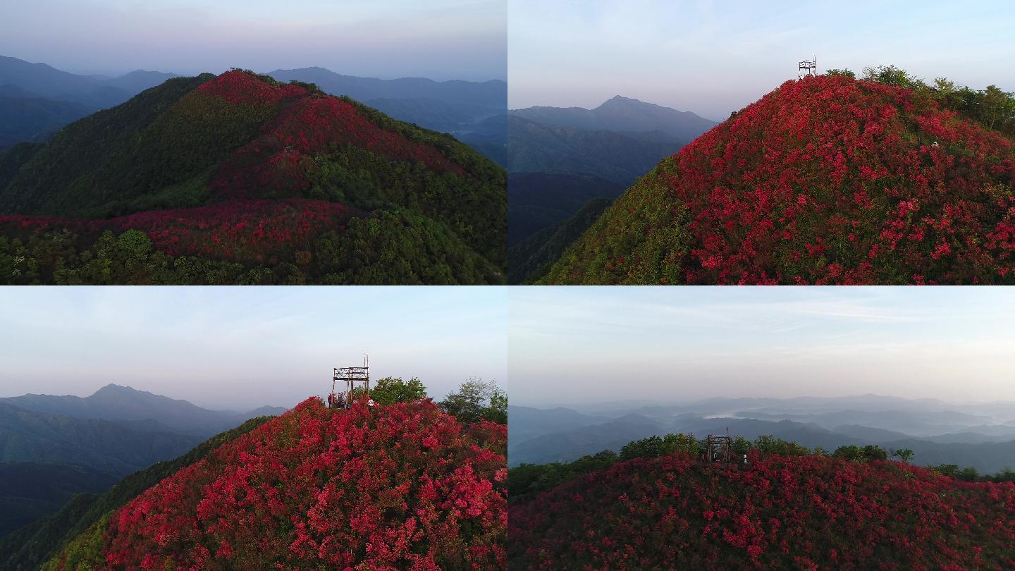 「有版权」航拍高山映山红