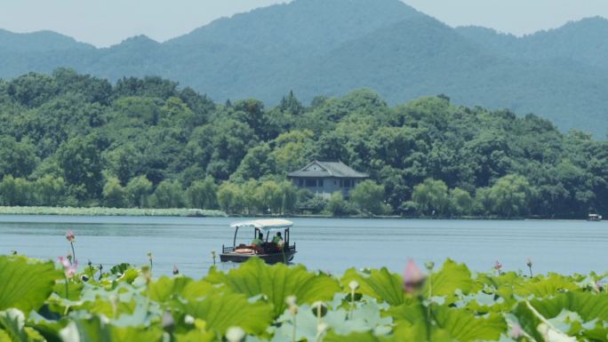 西湖游船荷花