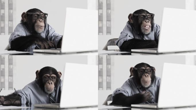 黑猩猩使用笔记本微笑正式商务装角色