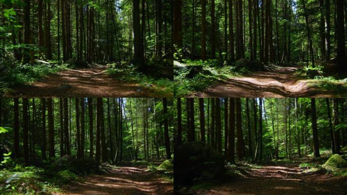 林中小道自然世界便携性宁静场景