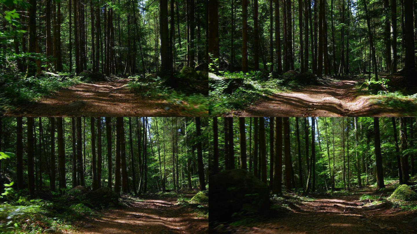 林中小道自然世界便携性宁静场景