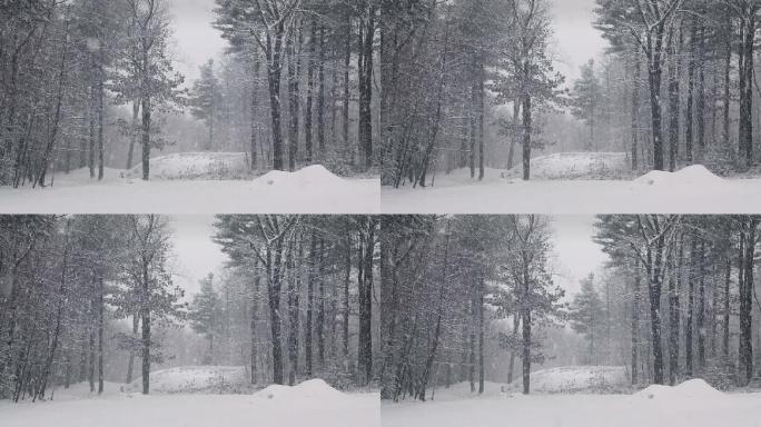 森林里的暴风雪被封锁了