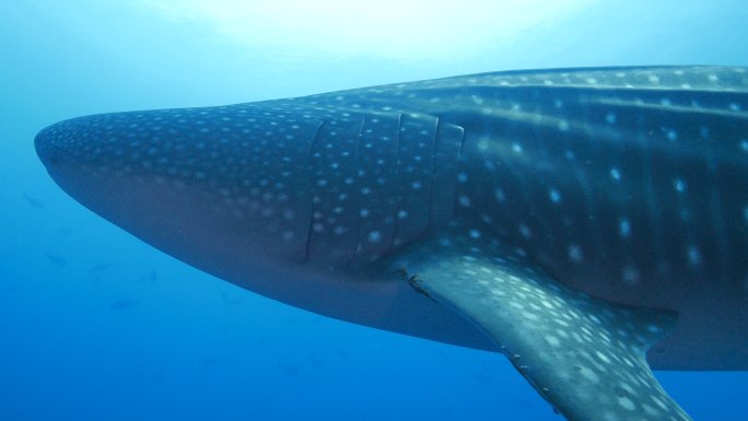 深海大鲸鲨深海潜水鲨鱼多色