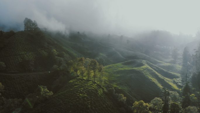 日出时茶园鸟瞰图山茶花美丽雾