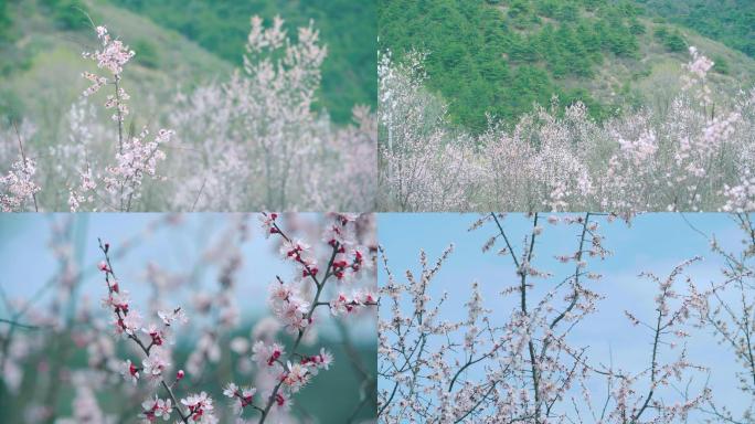 春天满山遍野的杏花