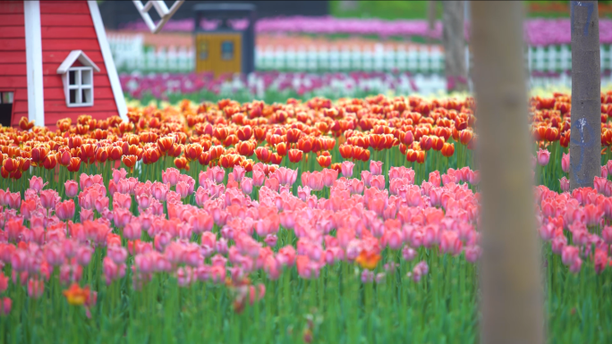 公园一角，各种花，郁金香花带航拍