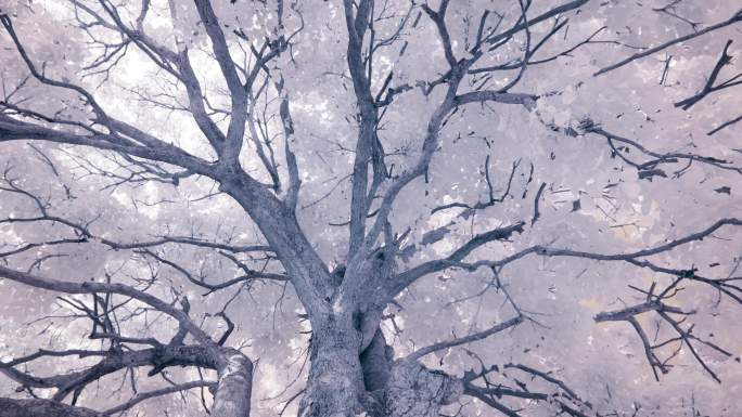树冠-红外摄影