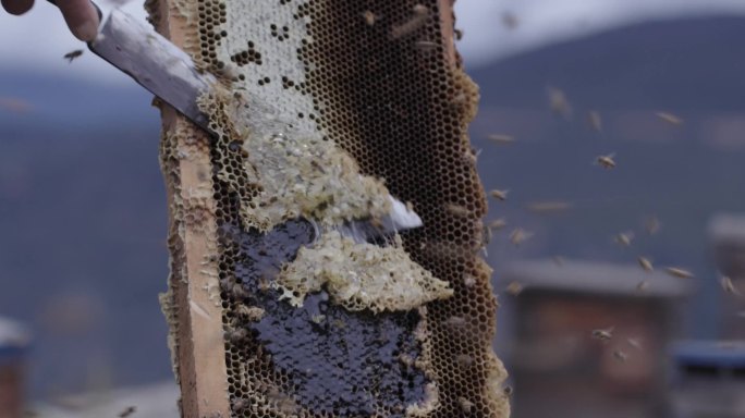 劳动人民高原采集蜂蜜