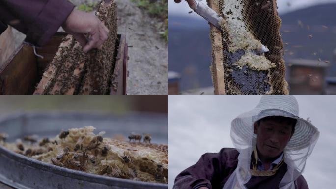 劳动人民高原采集蜂蜜