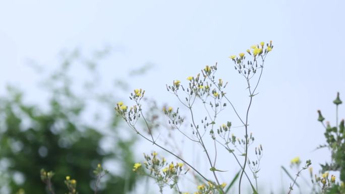 金银花和蒲公英大自然花朵视频