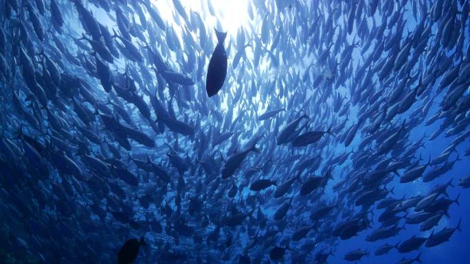 海底鱼群海洋生物主题蓝色海水蓝鳍金枪鱼海