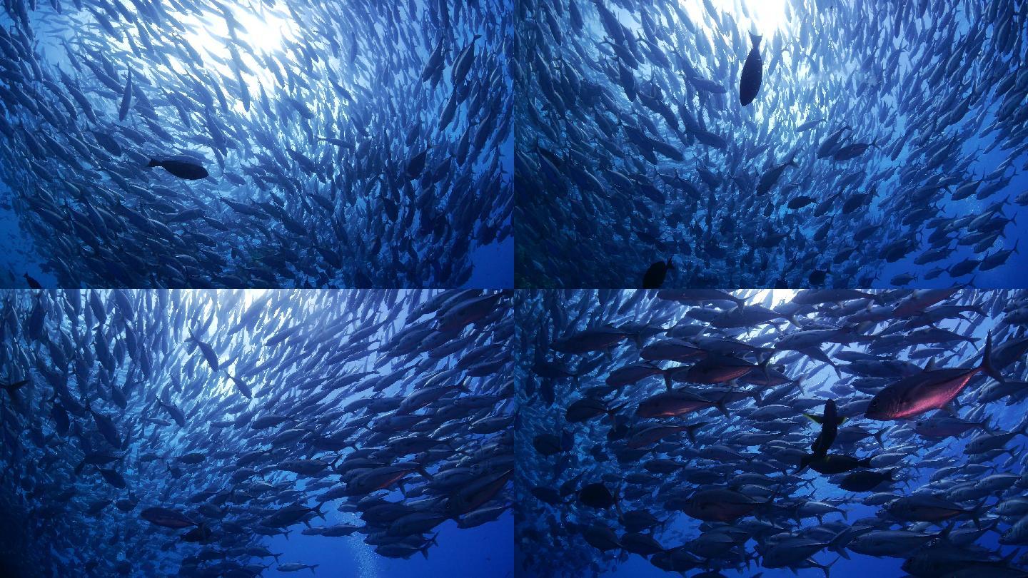 海底鱼群海洋生物主题蓝色海水蓝鳍金枪鱼海