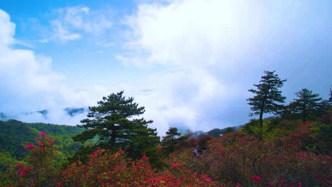 麻城杜鹃花海、云起云涌延时摄影