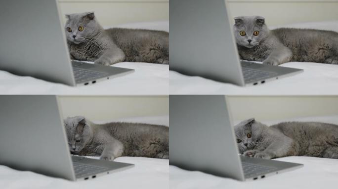一只灰猫在笔记本电脑旁的床上休息