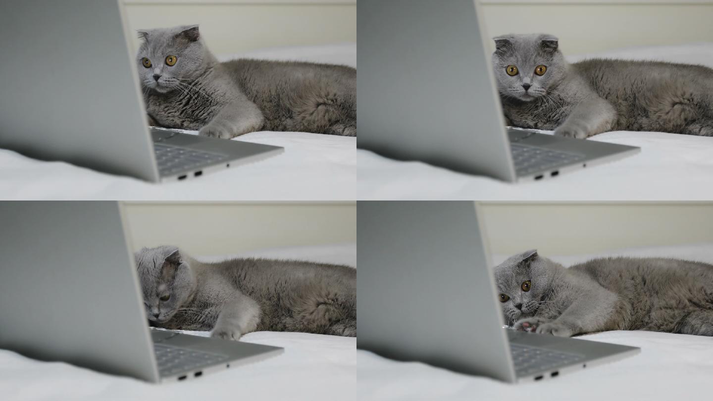 一只灰猫在笔记本电脑旁的床上休息