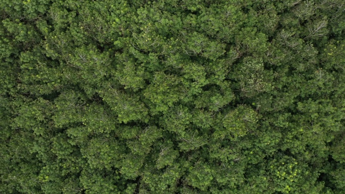深林森林俯瞰大自然森林绿色森林