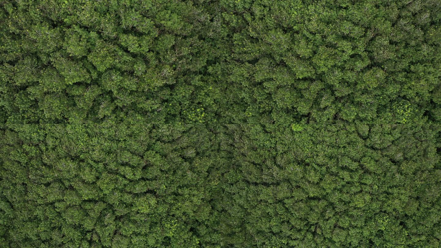 深林森林俯瞰大自然森林绿色森林