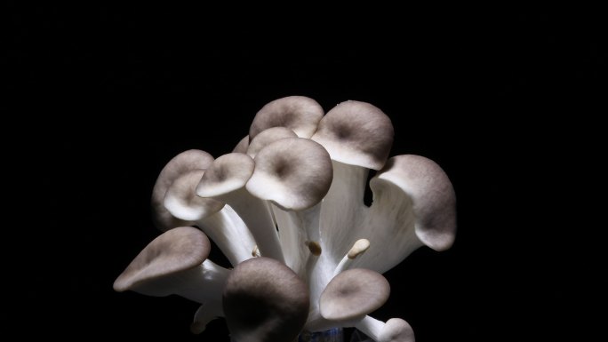 蘑菇生长菌菇长大过程延时平菇种植农业