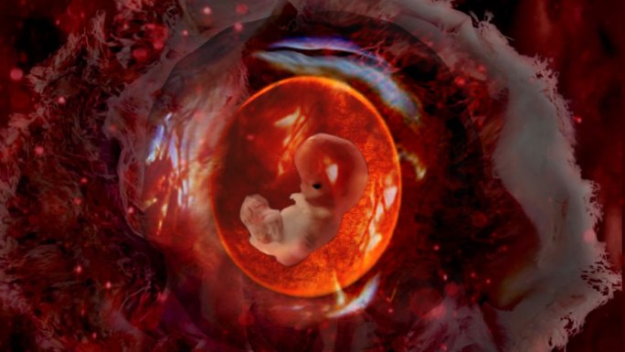 子宫卵巢怀孕妇产科3D机理