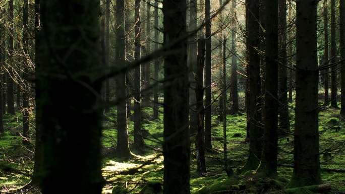 阳光穿过树林大自然生态美景栖息森林树林
