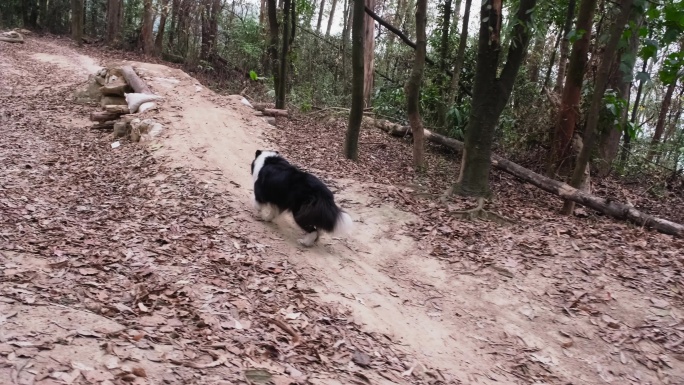 4K动物小狗边牧犬野外户外