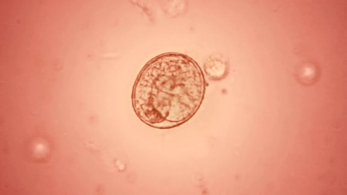 卵中的胚胎