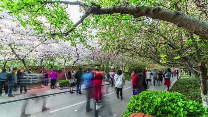 樱花盛开春游人群延时摄影