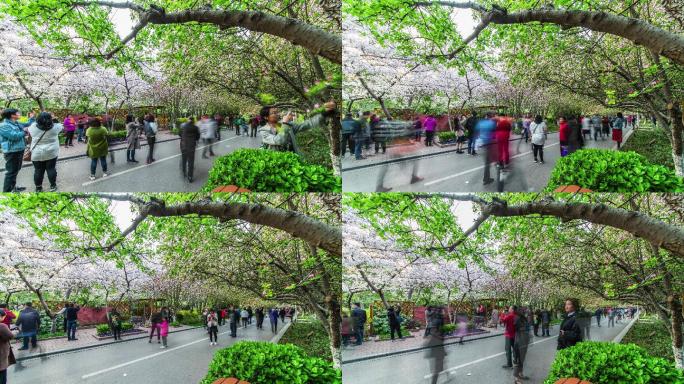 樱花盛开春游人群延时摄影