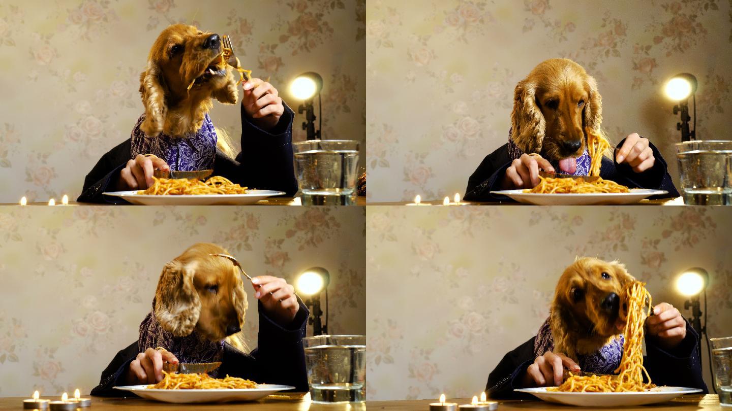 一只穿着衣服的狗狗正在吃意大利面