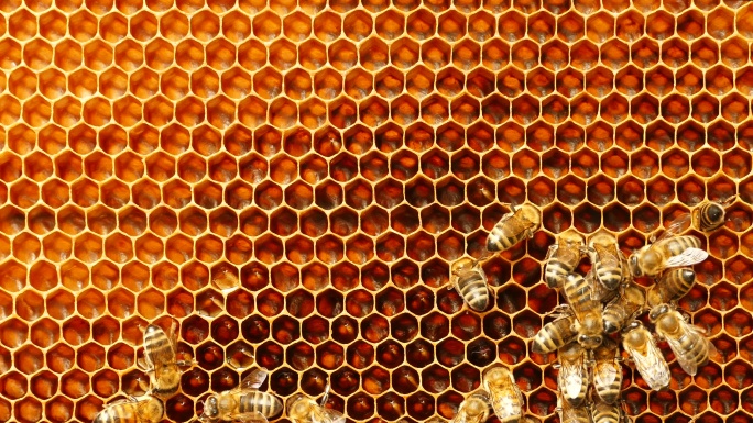 养蜂场蜂巢上蜜蜂特写镜头