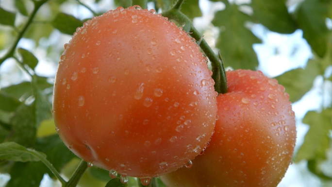 【4K】蔬菜基地西红柿