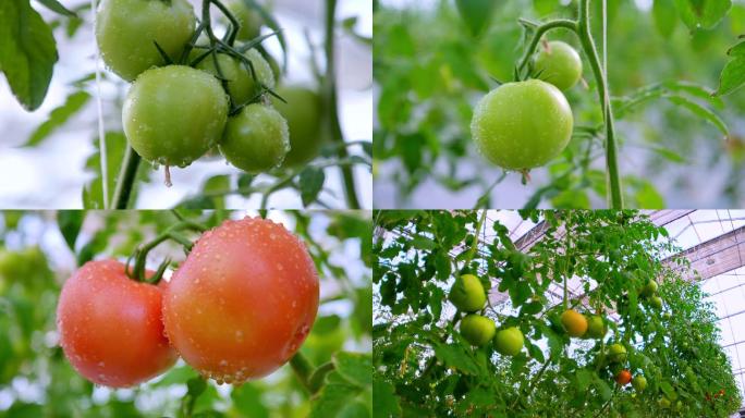 【4K】蔬菜基地西红柿
