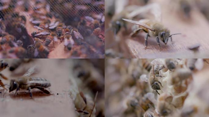 蜜蜂爬在蜜箱上2K