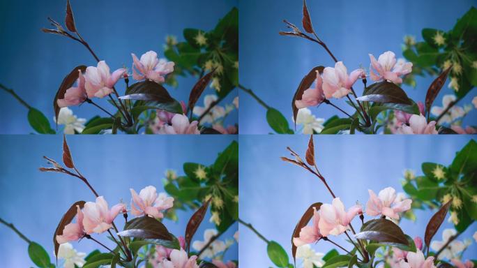 春天花朵盛开延时摄影花朵绽放开花