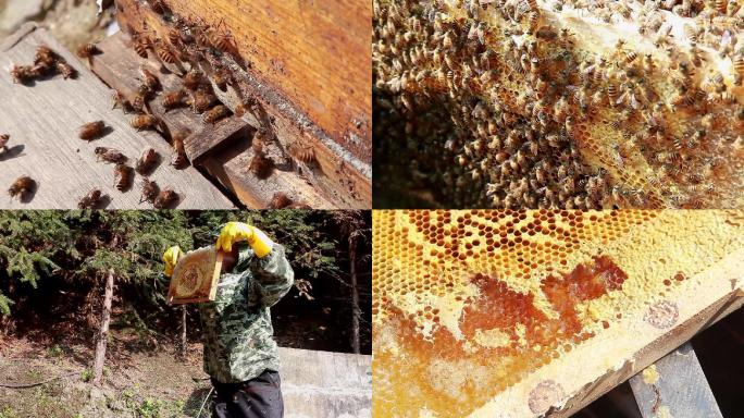 蜜蜂素材蜜粉采蜜摇糖素材