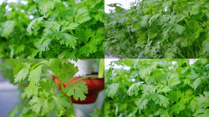 【4K】蔬菜基地芹菜西芹香芹