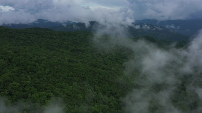 森林生态云雾4K自然环境