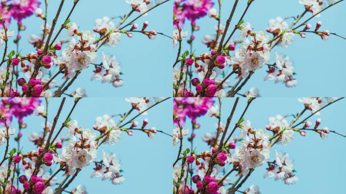 6K立春花朵绽放花开生命力延时摄影