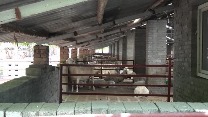 羊养殖场羊舍内部环境