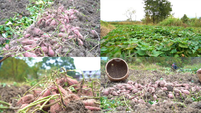 实拍农民在农田里劳作收获采摘红薯