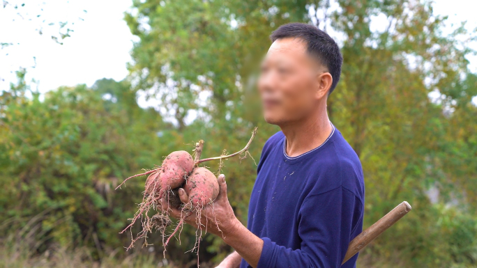 实拍农民在农田里劳作收获采摘红薯