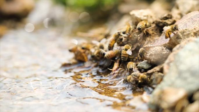养蜂人采集蜂蜜流程蜜蜂喝水
