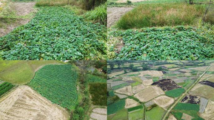 实拍农村田地种满了红苕红薯番薯地瓜