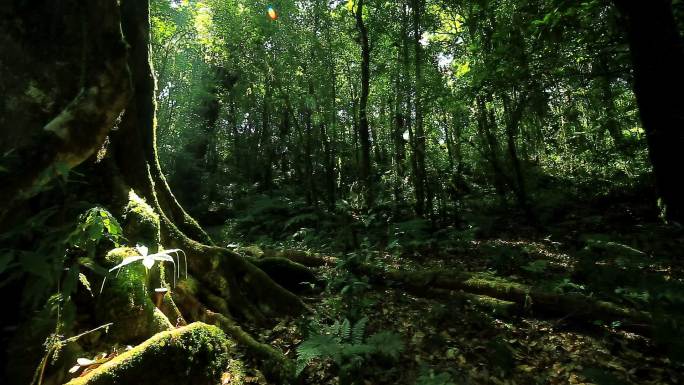 热带雨林植物茂盛的树叶苔藓自然保护区