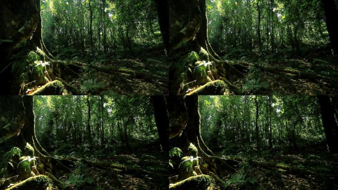 热带雨林植物茂盛的树叶苔藓自然保护区