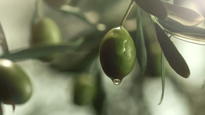 橄榄油滴下不饱和脂肪酸有机绿色榨油