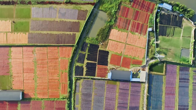 伦教香云纱基地航拍