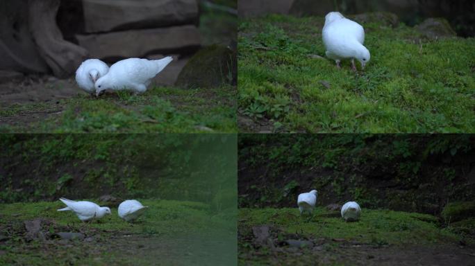 两只白色鸽子