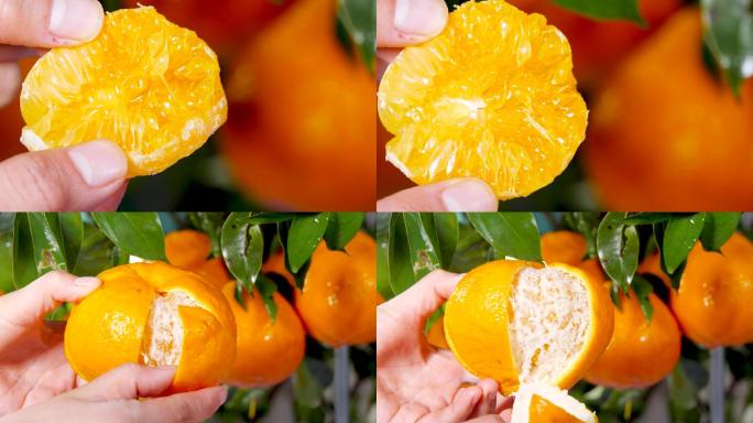 四川春见耙耙柑