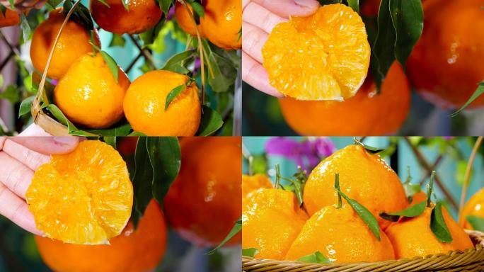 春见柑橘